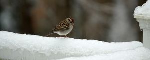 Preview wallpaper sparrow, bird, snow, winter