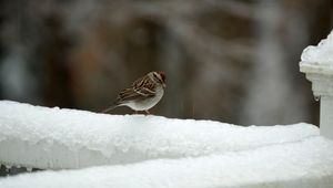 Preview wallpaper sparrow, bird, snow, winter