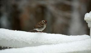 Preview wallpaper sparrow, bird, snow, winter