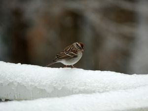 Preview wallpaper sparrow, bird, snow, winter