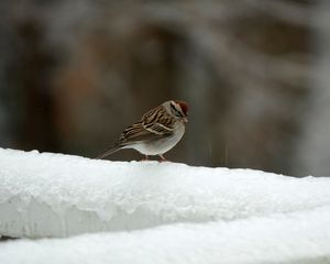 Preview wallpaper sparrow, bird, snow, winter