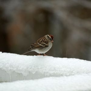 Preview wallpaper sparrow, bird, snow, winter