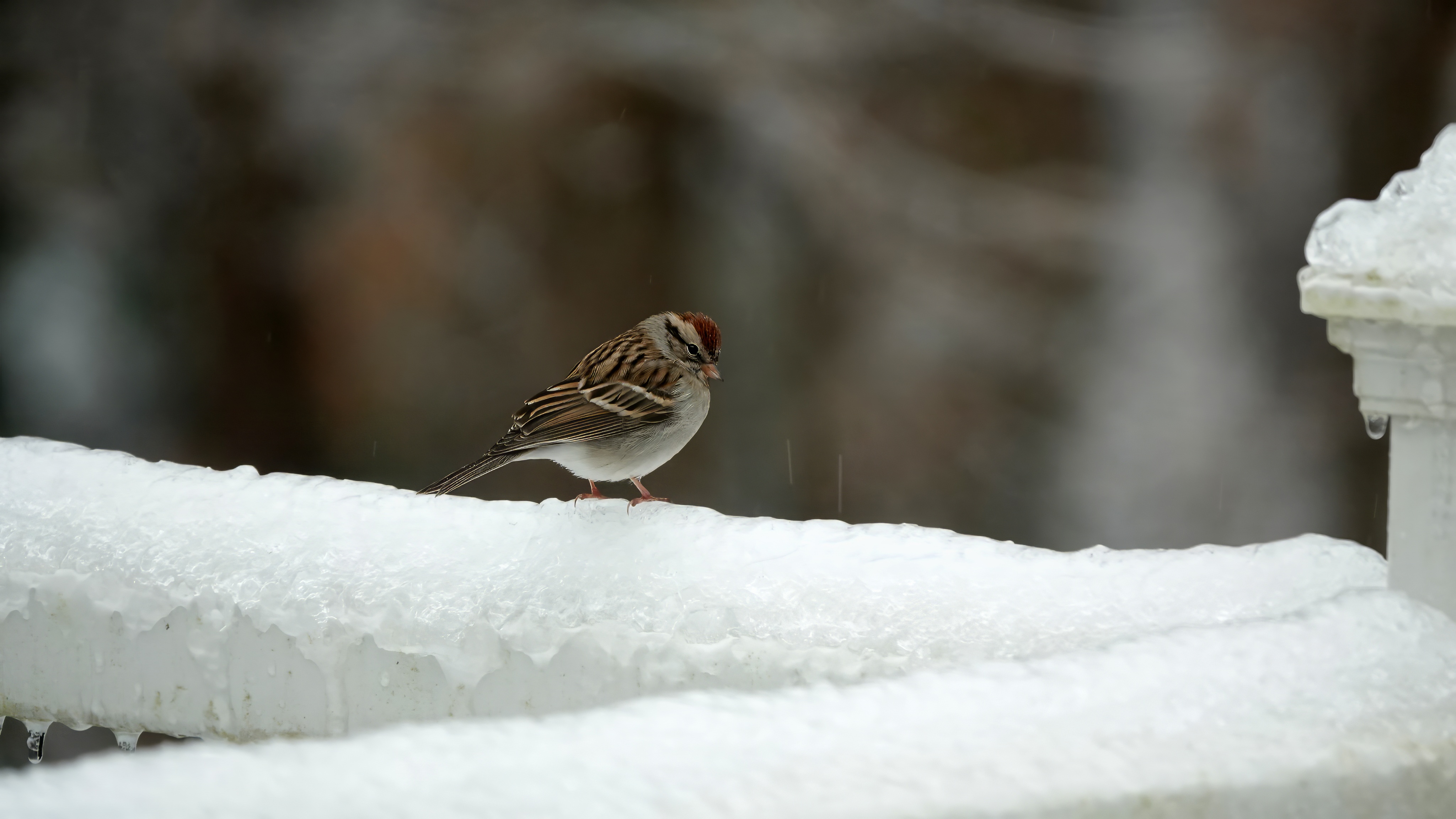 4096x2304 Wallpaper sparrow, bird, snow, winter