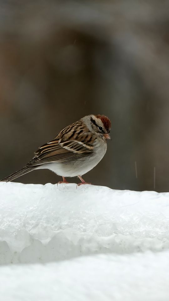 540x960 Wallpaper sparrow, bird, snow, winter