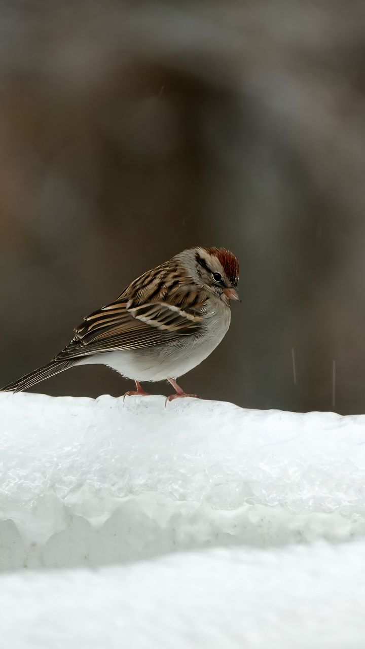 720x1280 Wallpaper sparrow, bird, snow, winter
