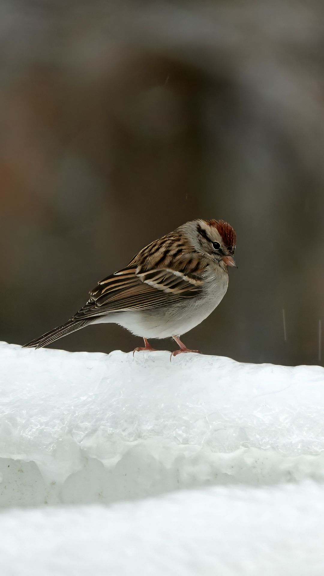 1080x1920 Wallpaper sparrow, bird, snow, winter, cold