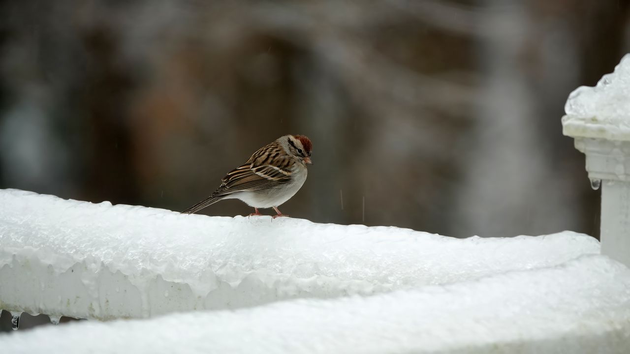 Wallpaper sparrow, bird, snow, winter, cold