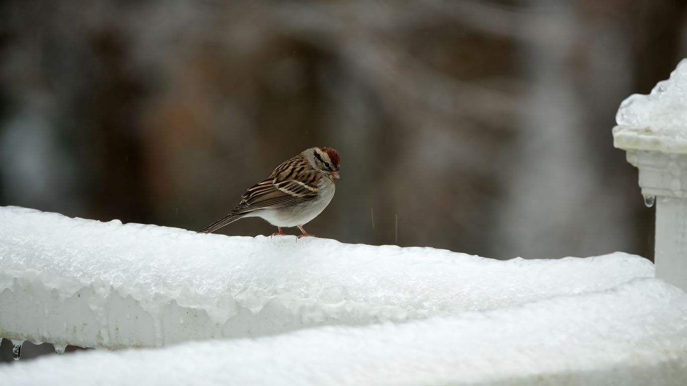 1366x768 Wallpaper sparrow, bird, snow, winter, cold