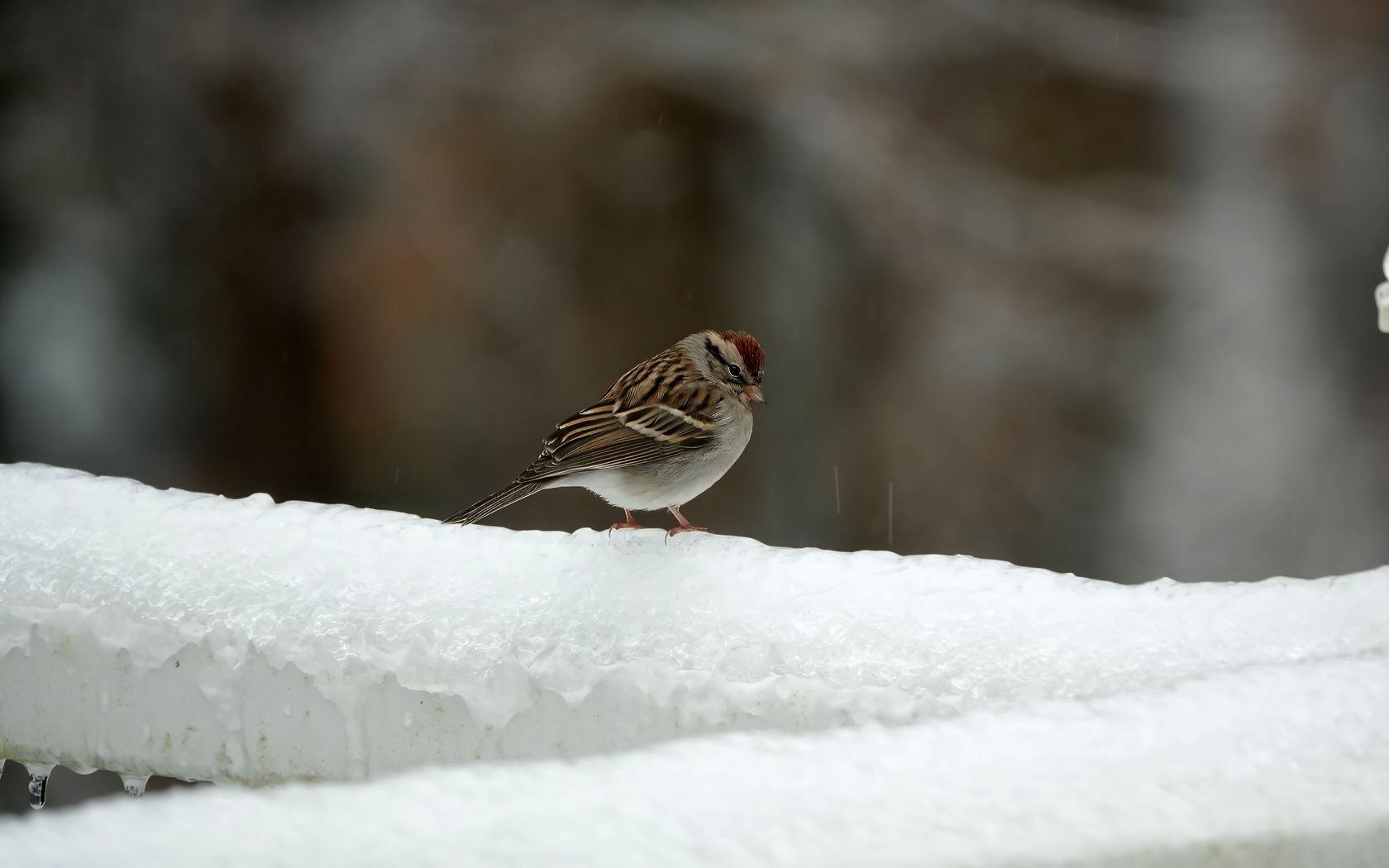 1680x1050 Wallpaper sparrow, bird, snow, winter, cold