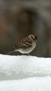 Preview wallpaper sparrow, bird, snow, winter, cold