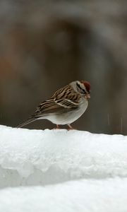 Preview wallpaper sparrow, bird, snow, winter, cold