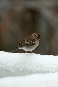 Preview wallpaper sparrow, bird, snow, winter, cold