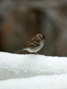 Preview wallpaper sparrow, bird, snow, winter, cold