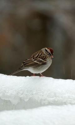 240x400 Wallpaper sparrow, bird, snow, winter, cold