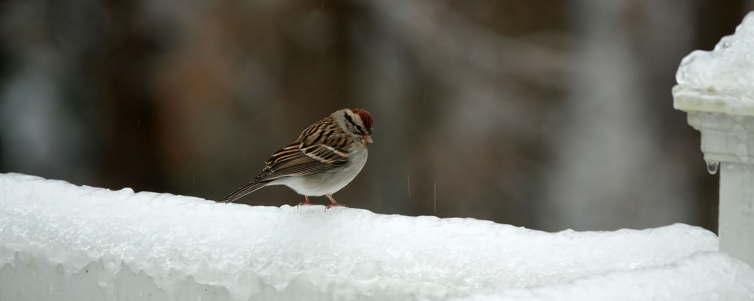 2560x1024 Wallpaper sparrow, bird, snow, winter, cold