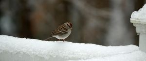Preview wallpaper sparrow, bird, snow, winter, cold