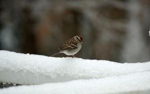 Preview wallpaper sparrow, bird, snow, winter, cold