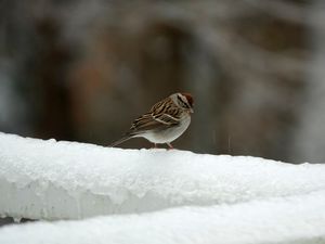 Preview wallpaper sparrow, bird, snow, winter, cold