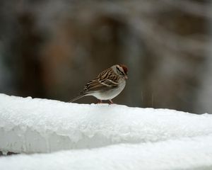Preview wallpaper sparrow, bird, snow, winter, cold