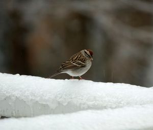 Preview wallpaper sparrow, bird, snow, winter, cold