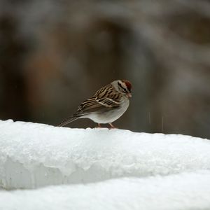 Preview wallpaper sparrow, bird, snow, winter, cold