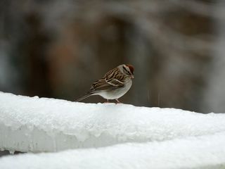 320x240 Wallpaper sparrow, bird, snow, winter, cold