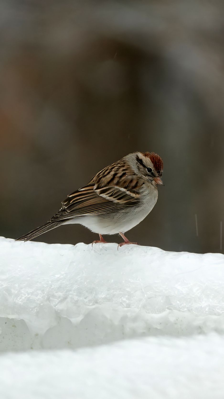 938x1668 Wallpaper sparrow, bird, snow, winter, cold