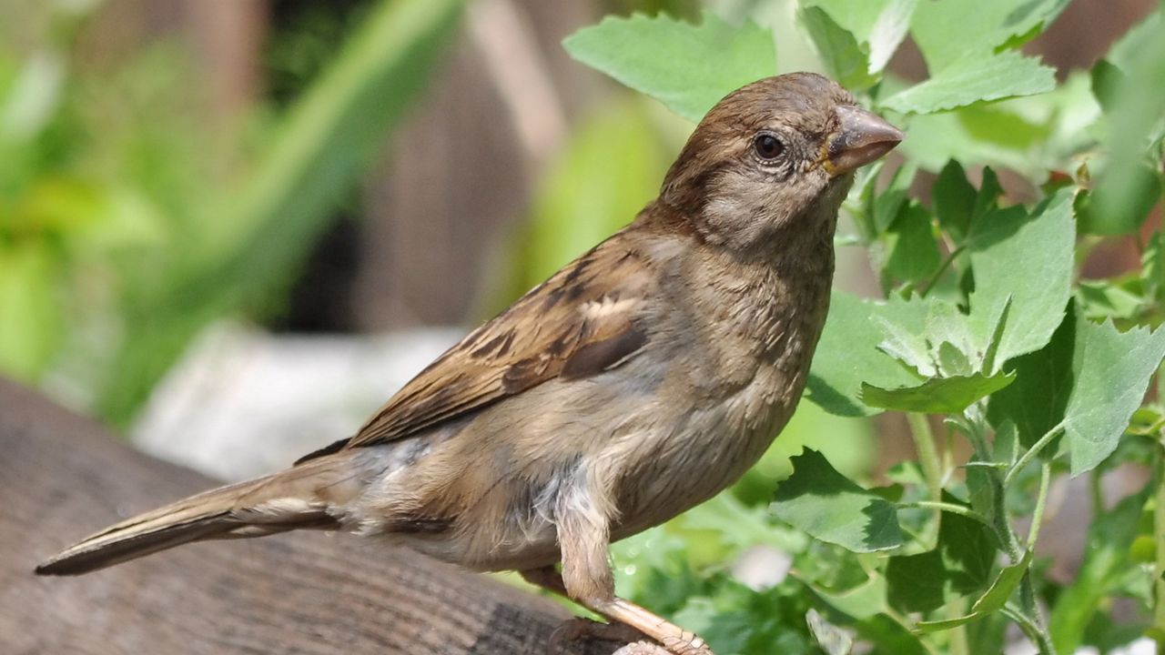 Wallpaper sparrow, bird, summer, ptah