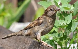 Preview wallpaper sparrow, bird, summer, ptah