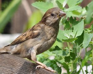 Preview wallpaper sparrow, bird, summer, ptah