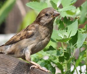 Preview wallpaper sparrow, bird, summer, ptah