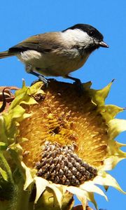 Preview wallpaper sparrow, bird, sunflower, sky, foliage, sit