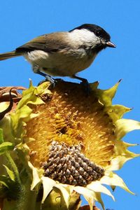 Preview wallpaper sparrow, bird, sunflower, sky, foliage, sit