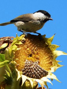 Preview wallpaper sparrow, bird, sunflower, sky, foliage, sit