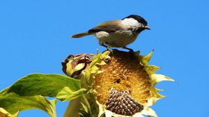 Preview wallpaper sparrow, bird, sunflower, sky, foliage, sit