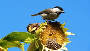 Preview wallpaper sparrow, bird, sunflower, sky, foliage, sit