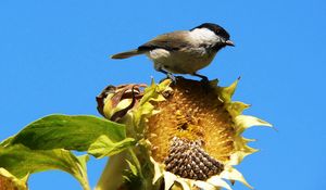 Preview wallpaper sparrow, bird, sunflower, sky, foliage, sit