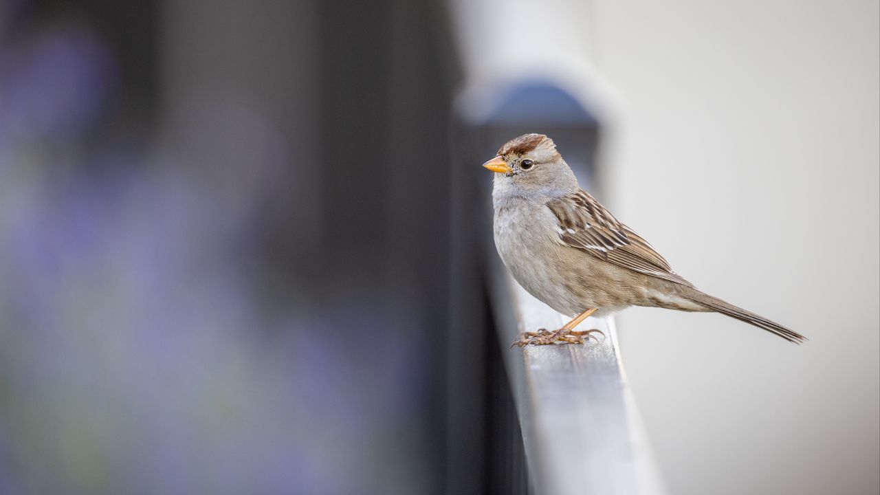 Wallpaper sparrow, bird, surface, blur