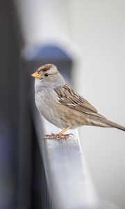 Preview wallpaper sparrow, bird, surface, blur