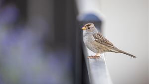 Preview wallpaper sparrow, bird, surface, blur