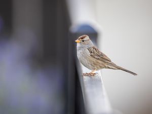 Preview wallpaper sparrow, bird, surface, blur