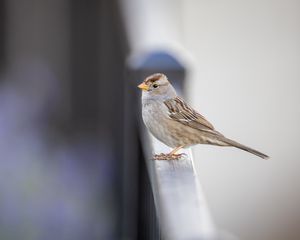 Preview wallpaper sparrow, bird, surface, blur