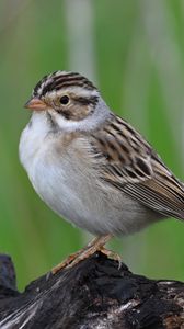 Preview wallpaper sparrow, bird, wings, feathers, small