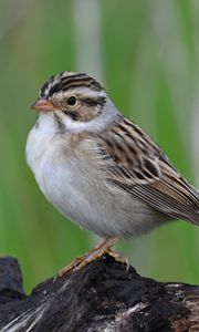 Preview wallpaper sparrow, bird, wings, feathers, small