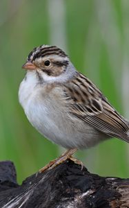 Preview wallpaper sparrow, bird, wings, feathers, small
