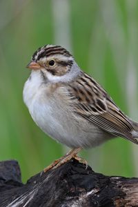 Preview wallpaper sparrow, bird, wings, feathers, small