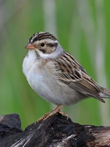 Preview wallpaper sparrow, bird, wings, feathers, small