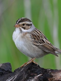 240x320 Wallpaper sparrow, bird, wings, feathers, small