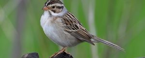 Preview wallpaper sparrow, bird, wings, feathers, small
