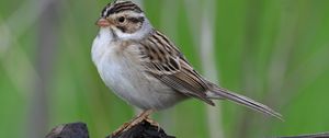Preview wallpaper sparrow, bird, wings, feathers, small